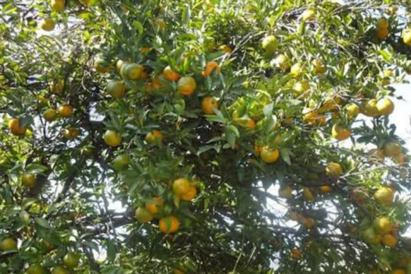 उत्पादन घट्दा पनि सुन्तलाबाट साढे चार लाखको आम्दानी